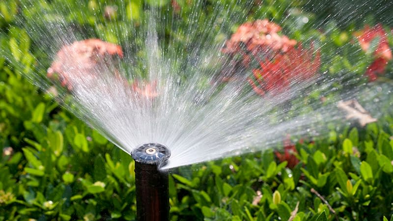 sprinkler head watering the bush and grass
